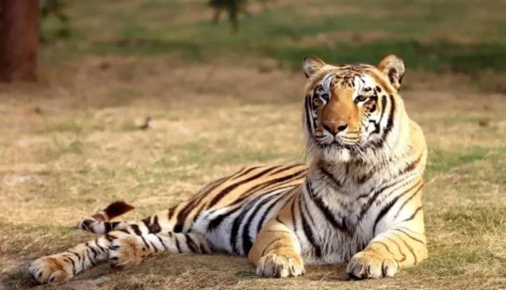Tiger Census Begins in Odisha’s Similipal National Park; 103 Forest Staff Deployed for Two