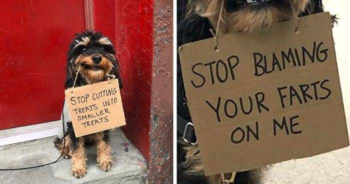 Dog Protests Annoying Everyday Things With Funny Signs (12 Pics)