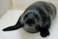 Beloved grey seal dies during surgery at Brigantine rescue center