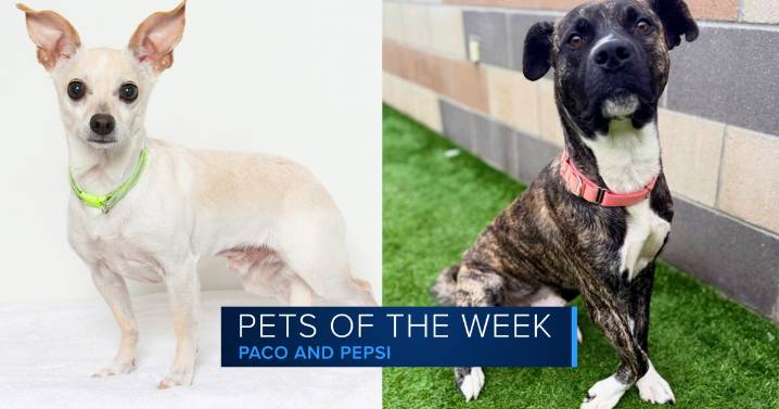 Our Pets of the Week, Paco and Pepsi, are looking for their forever homes