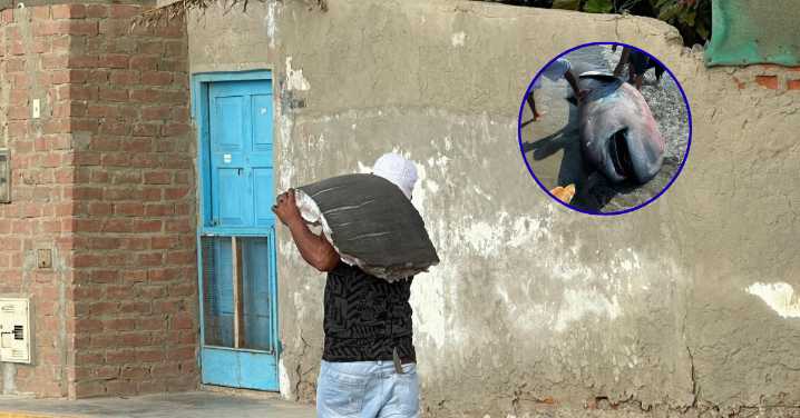 Piura: Hallan tiburón megaboca en Negritos y pobladores lo filetean