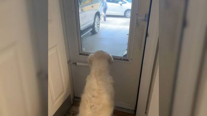 Golden Retriever From North Carolina Spots The Foster Dog She Played With And Then Her Owners Revealed A Huge Surprise