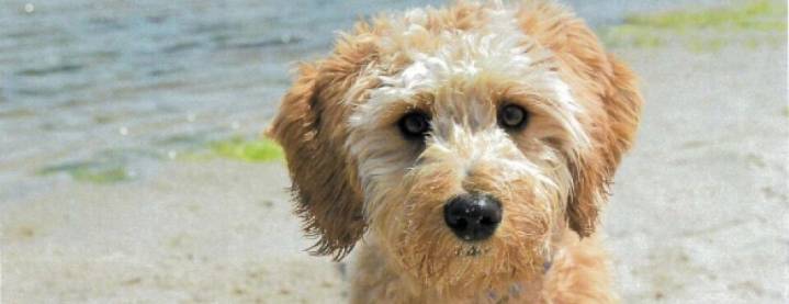 Delaware Chancery Court Orders Auction in Goldendoodle Fight