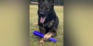 Colquitt, Miller County Sheriff’s Office mourns the loss of K9 Volk