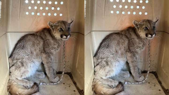 Un joven puma fue rescatado en zona urbana de San Juan
