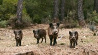 Un cetrero aragonés da la clave para controlar la sobrepoblación de jabalíes: la solución no está en los cazadores