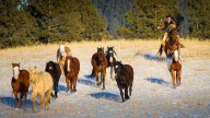 Wyoming Horses Have Been Exposed To Outbreak Of Deadly Equine Virus