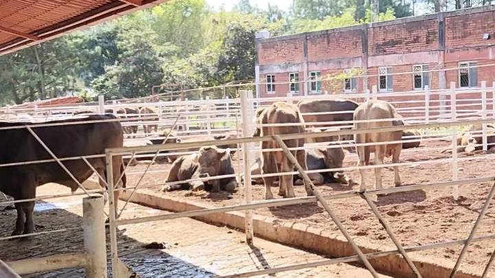 Lluvias en Puebla dejaron más de 2,500 cabezas de ganado arrastradas en la región Huasteca