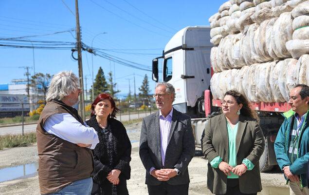 Existirían tres empresas de la India interesadas en comprar lana magallánica