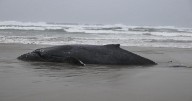 Whale stranded near Yachats humanely euthanized following failed rescue