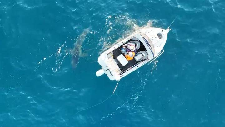 Shark sighting: Fishermen circled by four-metre great white shark off Rockingham coast