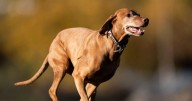 Deadly flesh-eating dog disease cases slowly rising in UK
