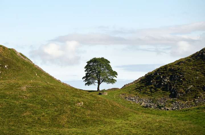 Saving the Sycamore Gap - and how Staffordshire is playing its part as tree lives again