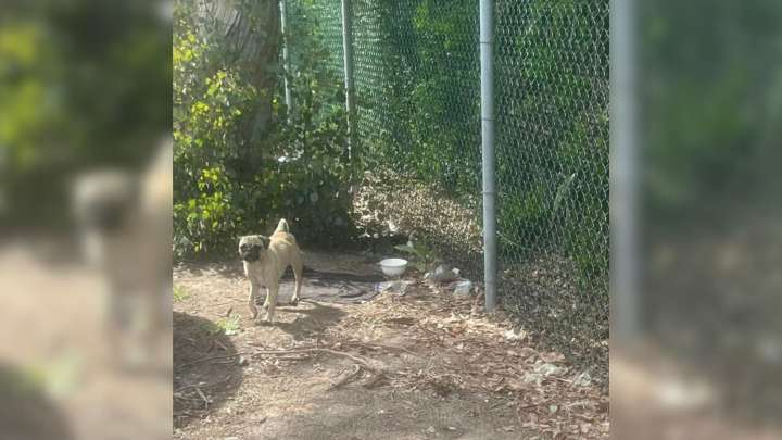 Workers Shocked To Find Scared Pug Left Alone In California Parking Lot