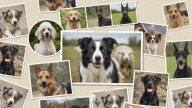 Cuáles son las 5 razas de perros más inteligentes, según una veterinaria