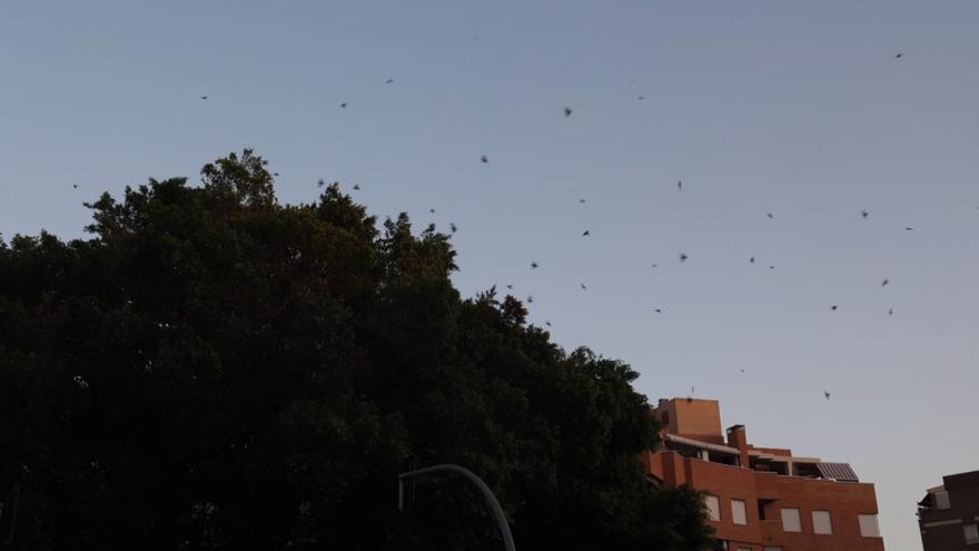 Los estorninos vuelven a Alicante y entonan su sinfonía nocturna