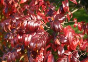 Add pops of autumn color with native shrubs