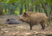 Detectados cuatro nuevos casos de peste porcina africana en jabalís muertos en Collserola (Barcelona)