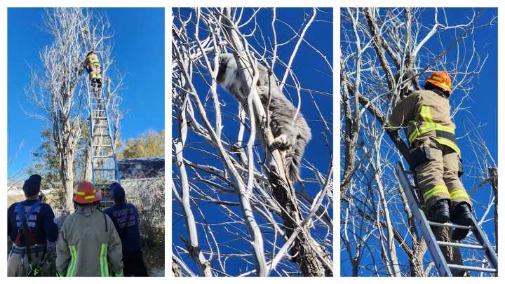 First Official Call For Rookie Firefighters? Rescuing Evansville Cat From A Tree