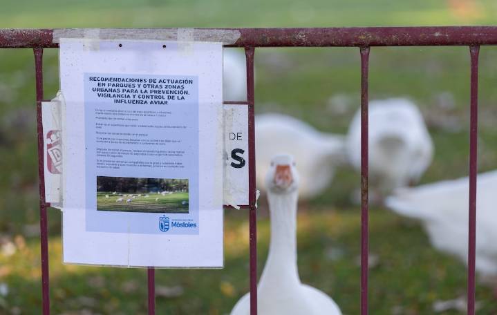 Madrid sacrifica a casi medio millón de gallinas por un brote de gripe aviar en Valdemoro