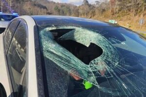Motorist to 911: ‘I just had a bald eagle drop a cat through my windshield’