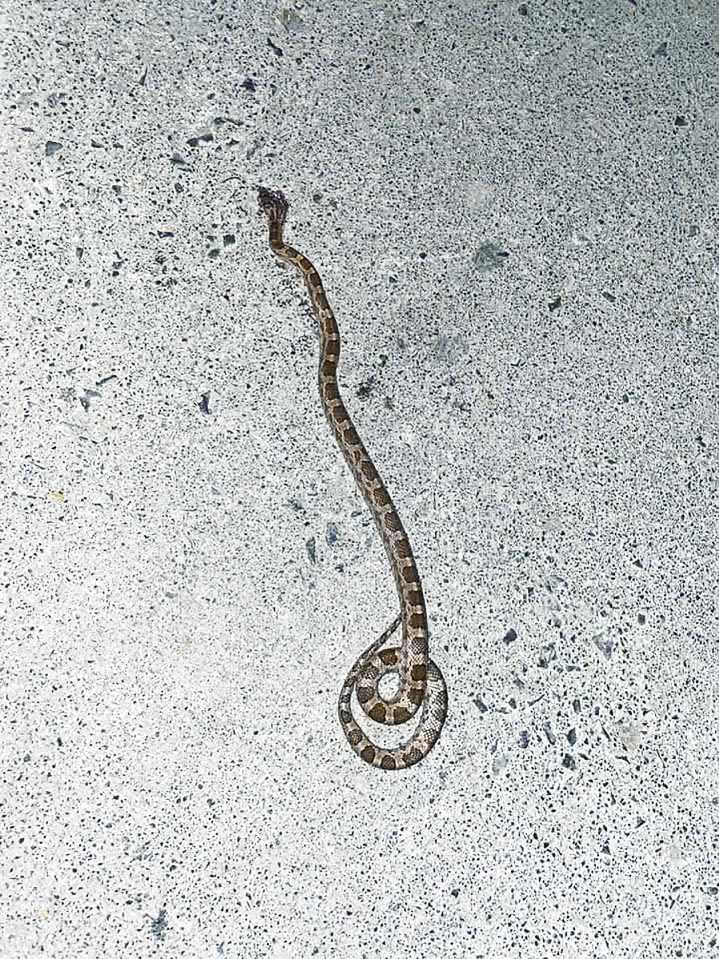 Vecinos de Río Bravo alertan por incursiones de serpientes