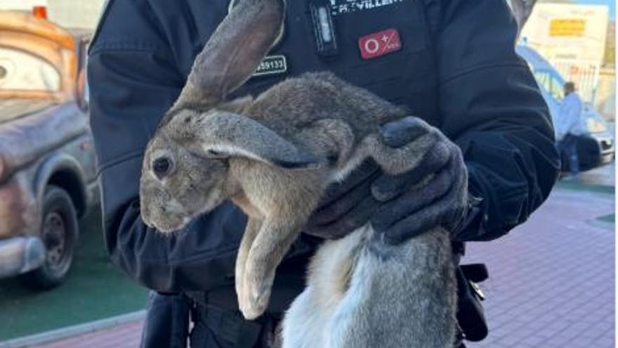 Varios conductores viven apuros en Crevillent por la presencia... ¡de un conejo!