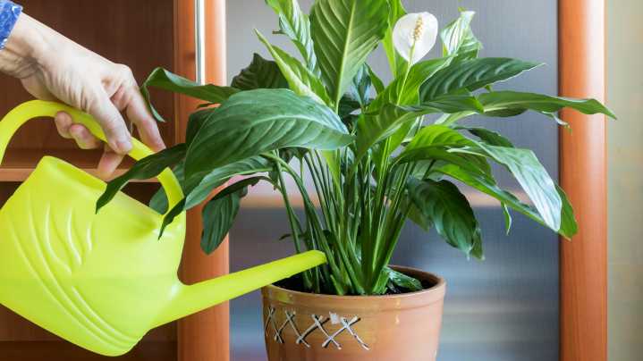 Your Peace Lily Is Not The Flower You Think It Is