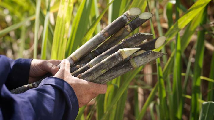 Energía renovable a partir de la caña de azúcar: el modelo que transformó la Orinoquia
