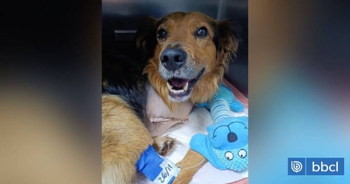Denuncian maltrato animal en Temuco: perro fue hallado junto a vía férrea y con extremidades amputadas