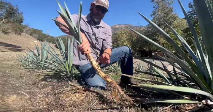 Drought-tolerant agave offers new hope for California farmers