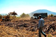 Cañeros en crisis: 90% enfrenta pérdidas y la zafra en Quintana Roo se retrasa hasta 2026