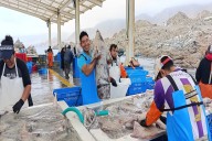 Gobierno establece cuota complementaria de pota y autoriza reinicio extractivo desde hoy