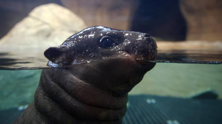 HELLO, HUGO! | John Ball Zoo's pygmy hippo calf finally available for public viewing