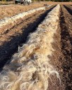 Los Poblanos experimenting with sheep wool mulch