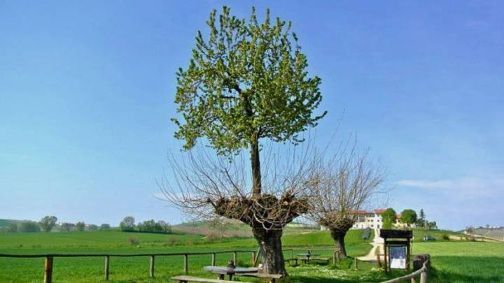 El único árbol del planeta Tierra que crece sobre otro: es un dos por uno