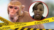 Monkey Killing Mom Will Not Face Criminal Charges in Primate Shooting