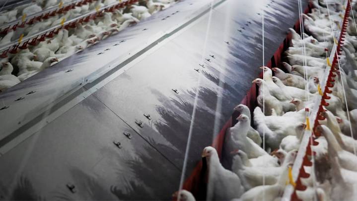 Alerta en Portugal: confinan aves domésticas por el avance de la gripe aviar