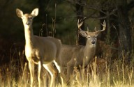 MN DNR urges hunters to follow chronic wasting disease rules