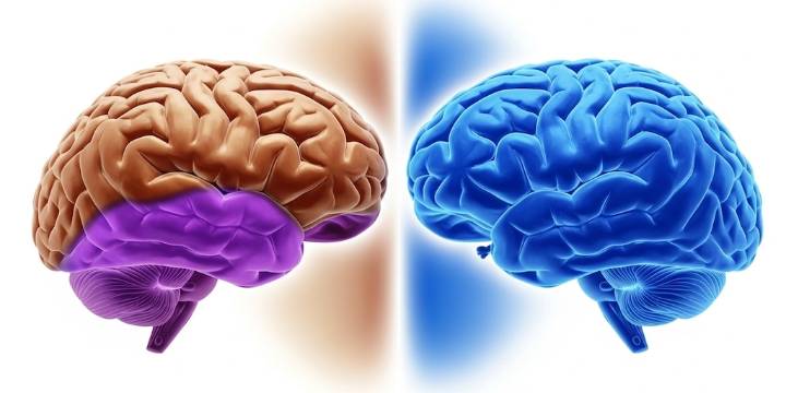 Cerebro: para qué sirve cada uno de los dos hemisferios cerebrales
