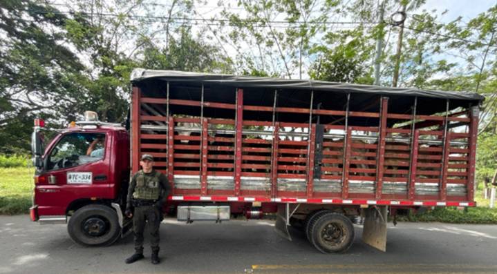 Incautan 15 semovientes por $45 millones en Aguachica: Un golpe al transporte ilegal de ganado