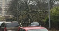 Tree in Stoke-on-Trent park comes crashing down onto road