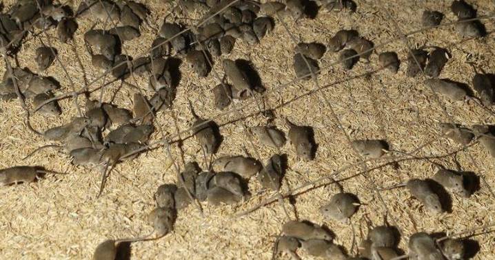 Early warning signs another mouse plague is on the way