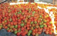 Hybrid varieties transform Kupwara’s Hatchmarg into tomato production hub