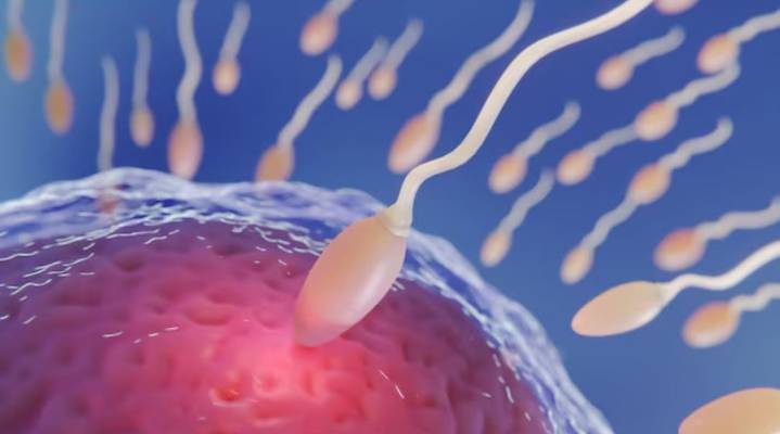 Primer embarazo gracias a la IA: logra detectar un espermatozoide entre miles de millones en pareja infértil