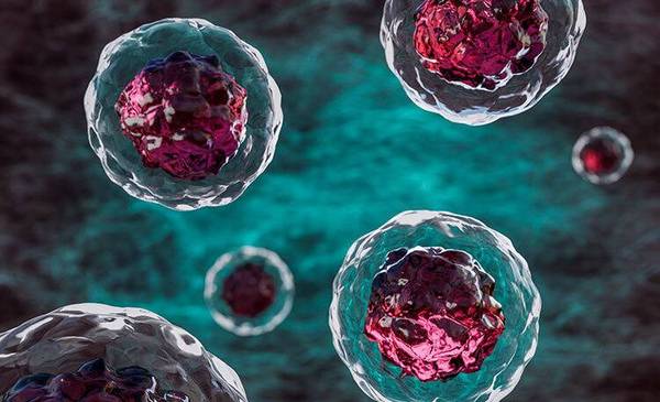 Avance contra la diabetes: logran curarla en ratones sin medicamentos