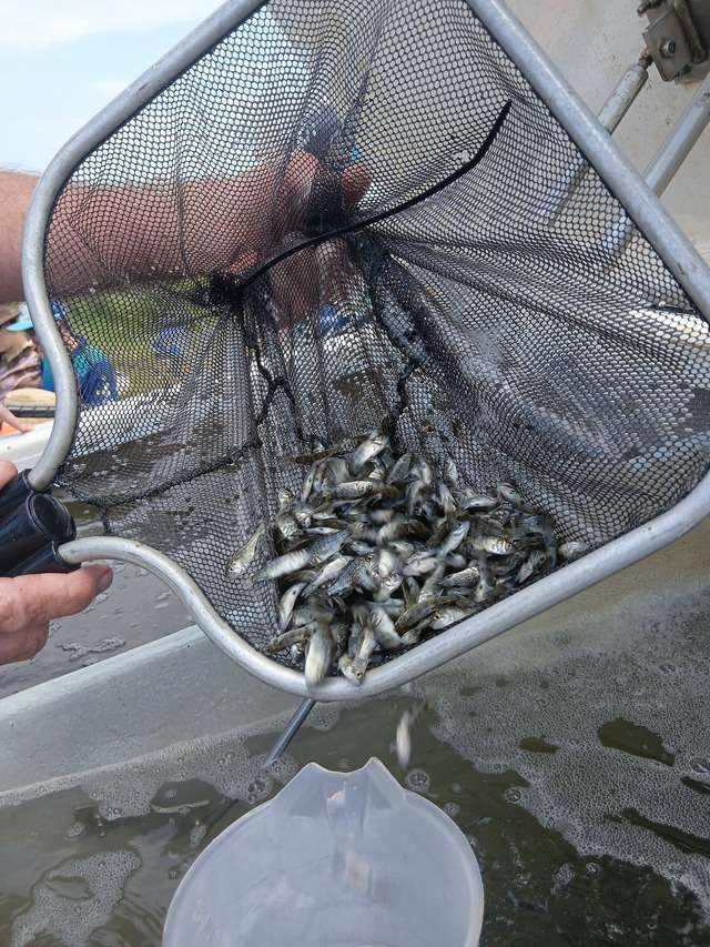 105,000 fish released into Wivenhoe - Ipswich West Moreton Today