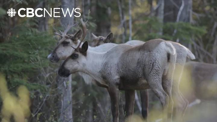 Hunters concerned about potential chronic wasting disease found in Okanagan deer