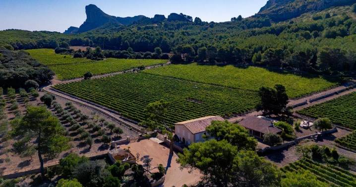 La finca de Formentor recupera la actividad agrícola con viñedos, olivos y gestión forestal