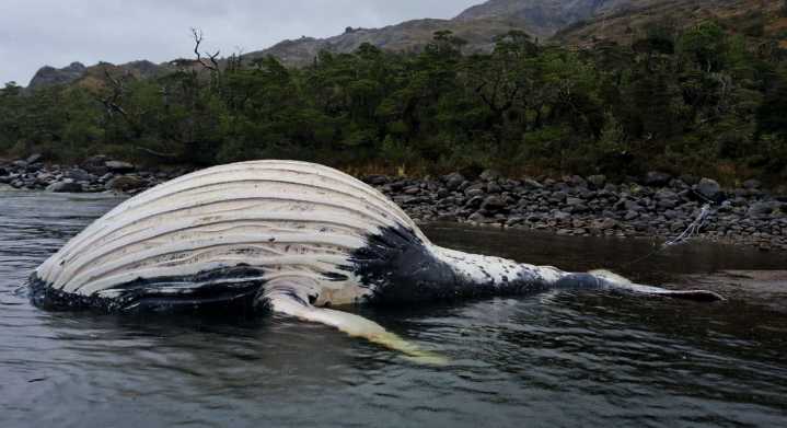 Un año sin respuestas: Las ballenas de la Patagonia siguen esperando justicia